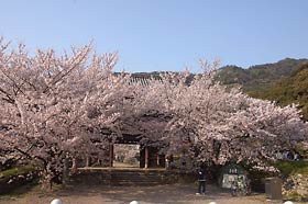長保寺の大門は桜で目隠し