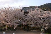 長保寺の桜、満開